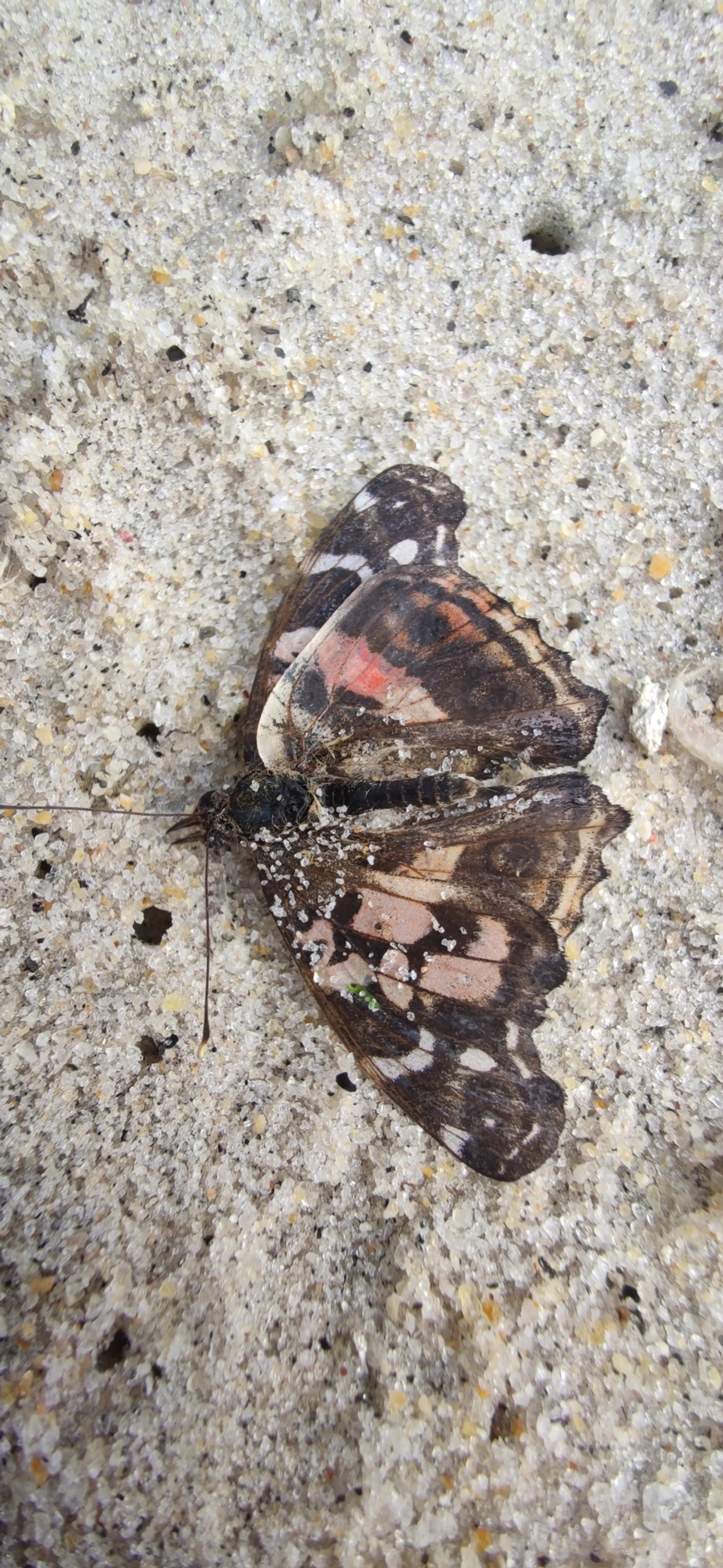 Dama-bandeada (Vanessa myrinna), insetos, fotografado em São Sebastião
