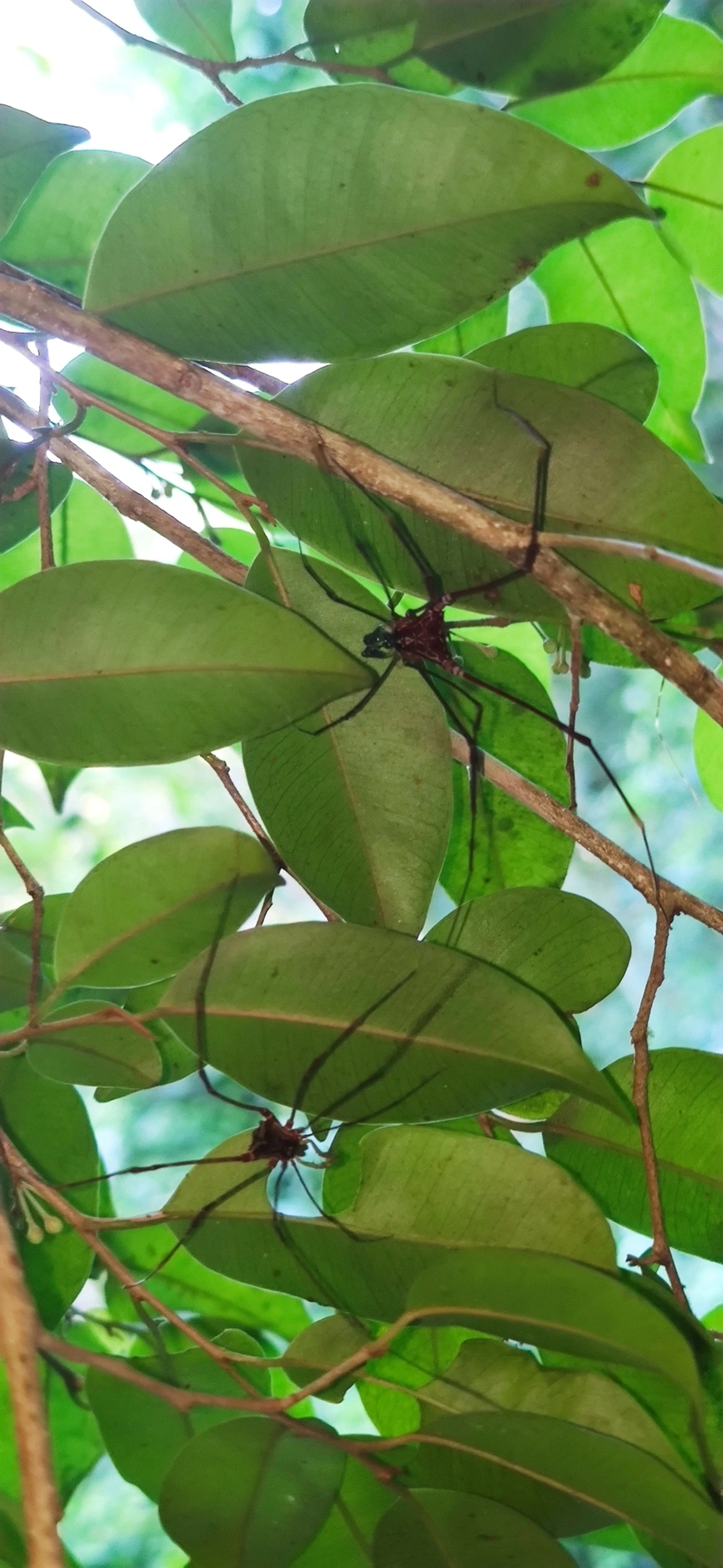 Heteromitobates, aracnídeos, fotografado em Maresias, São Sebastião
