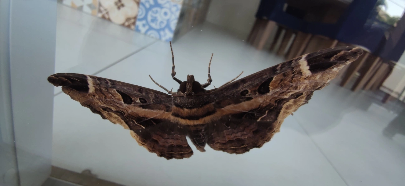 Feigeria herilia, insetos, fotografado em Maresias, São Sebastião
