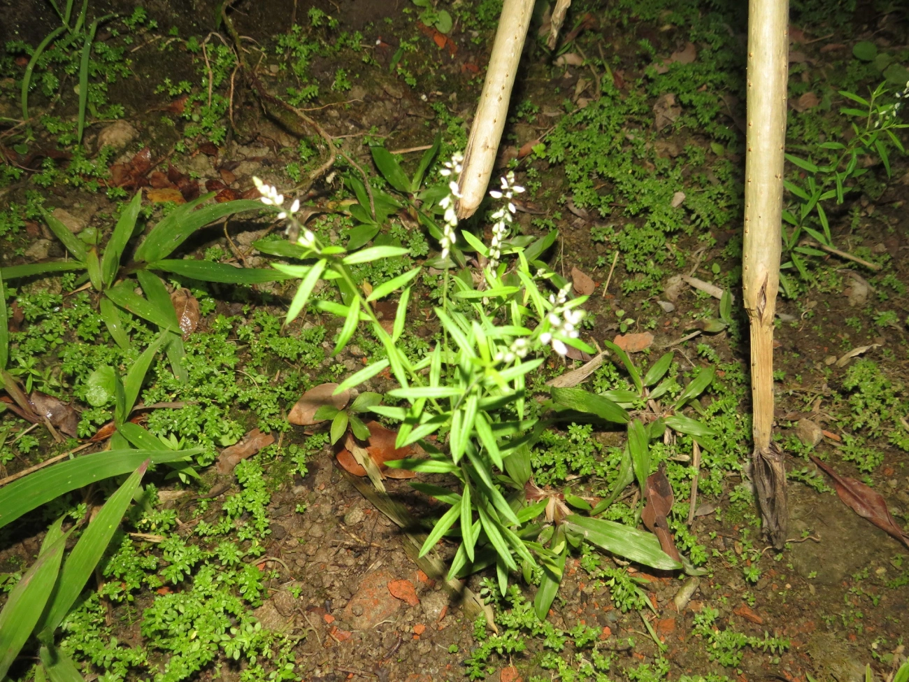 Barba-de-são-pedro (Senega paniculata), plantas, fotografado em Maresias, São Sebastião