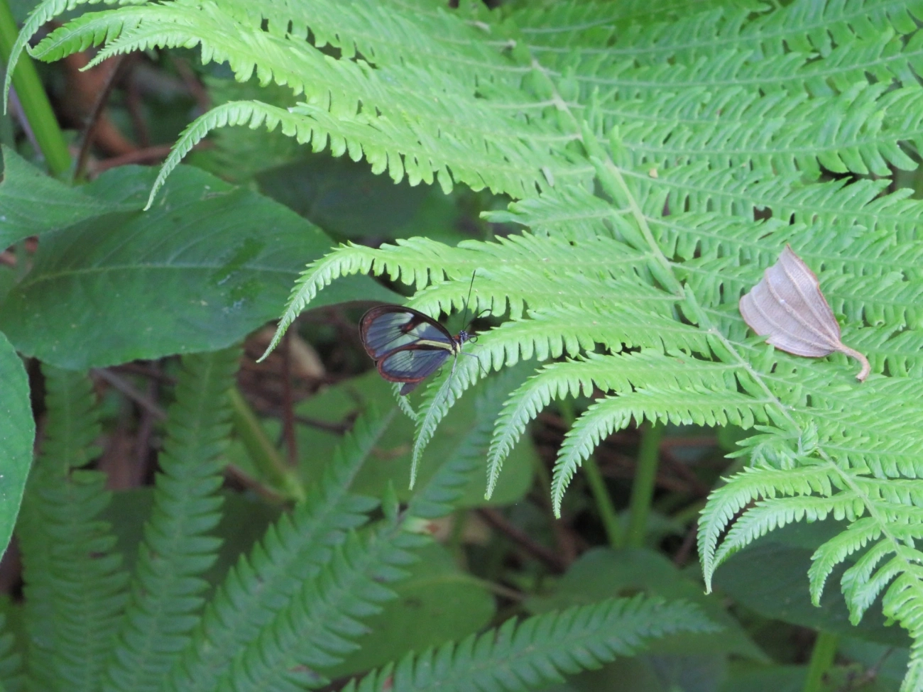 Ithomia, insetos, fotografado em Maresias, São Sebastião
