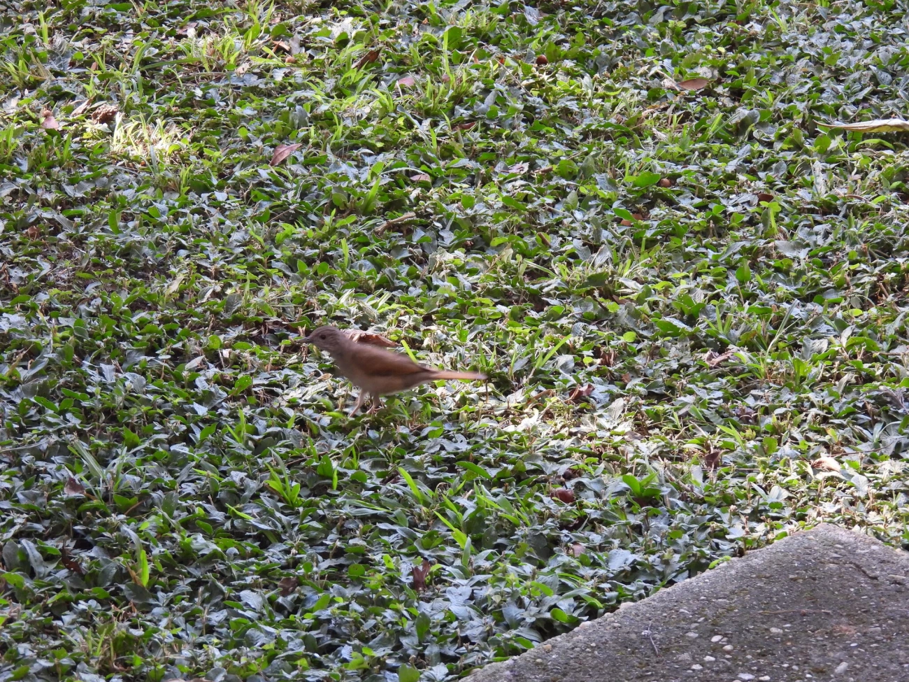 Sabiá-barranco (Turdus leucomelas), aves, fotografado em Resende