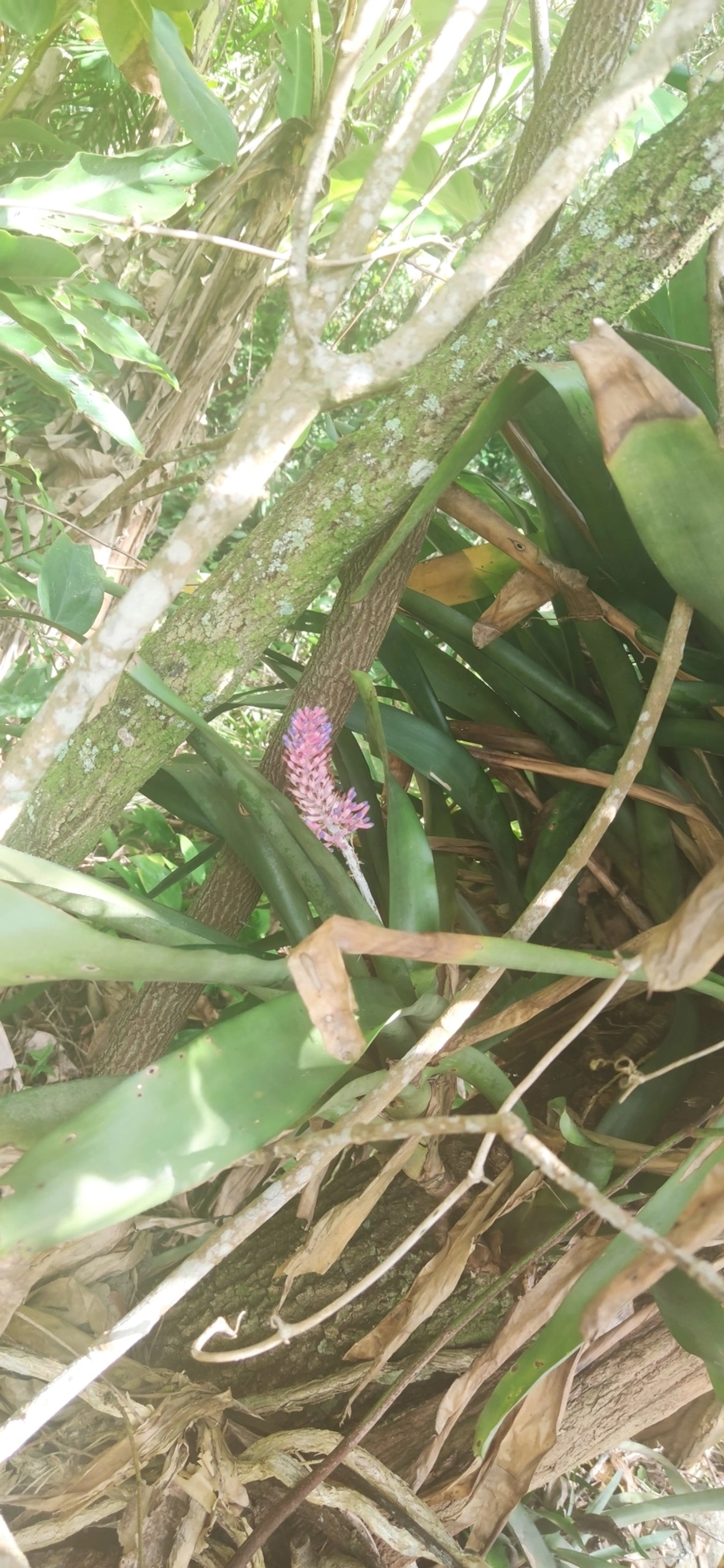 Gravata (Aechmea coelestis), plantas, fotografado em Maresias, São Sebastião