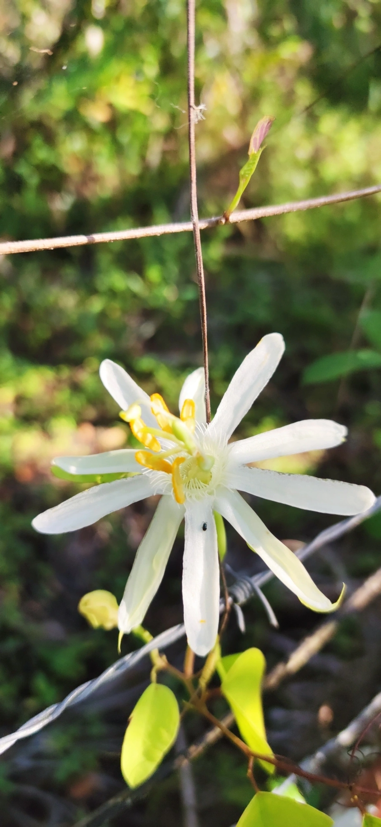 Maracujá-de-restinga (Passiflora mucronata), plantas, fotografado em Maresias, São Sebastião