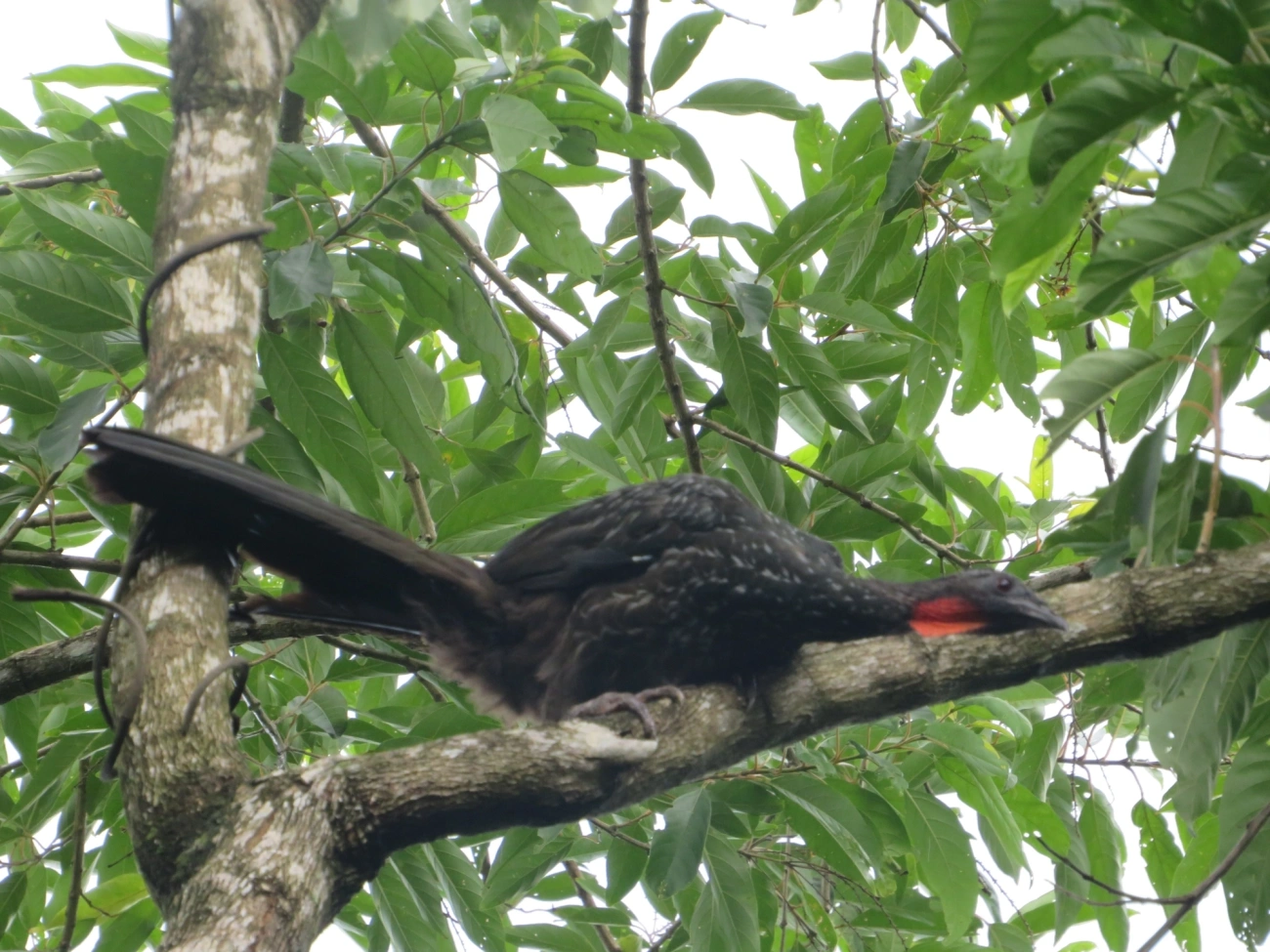Jacuaçu (Penelope obscura), aves, fotografado em Maresias, São Sebastião