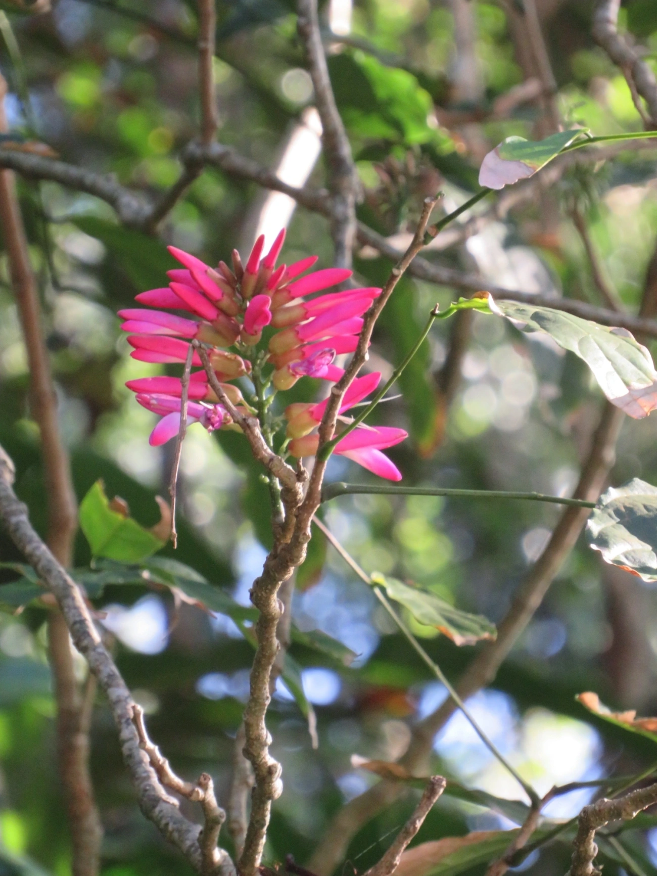 Dahlstedtia pinnata, plantas, fotografado em Maresias, São Sebastião