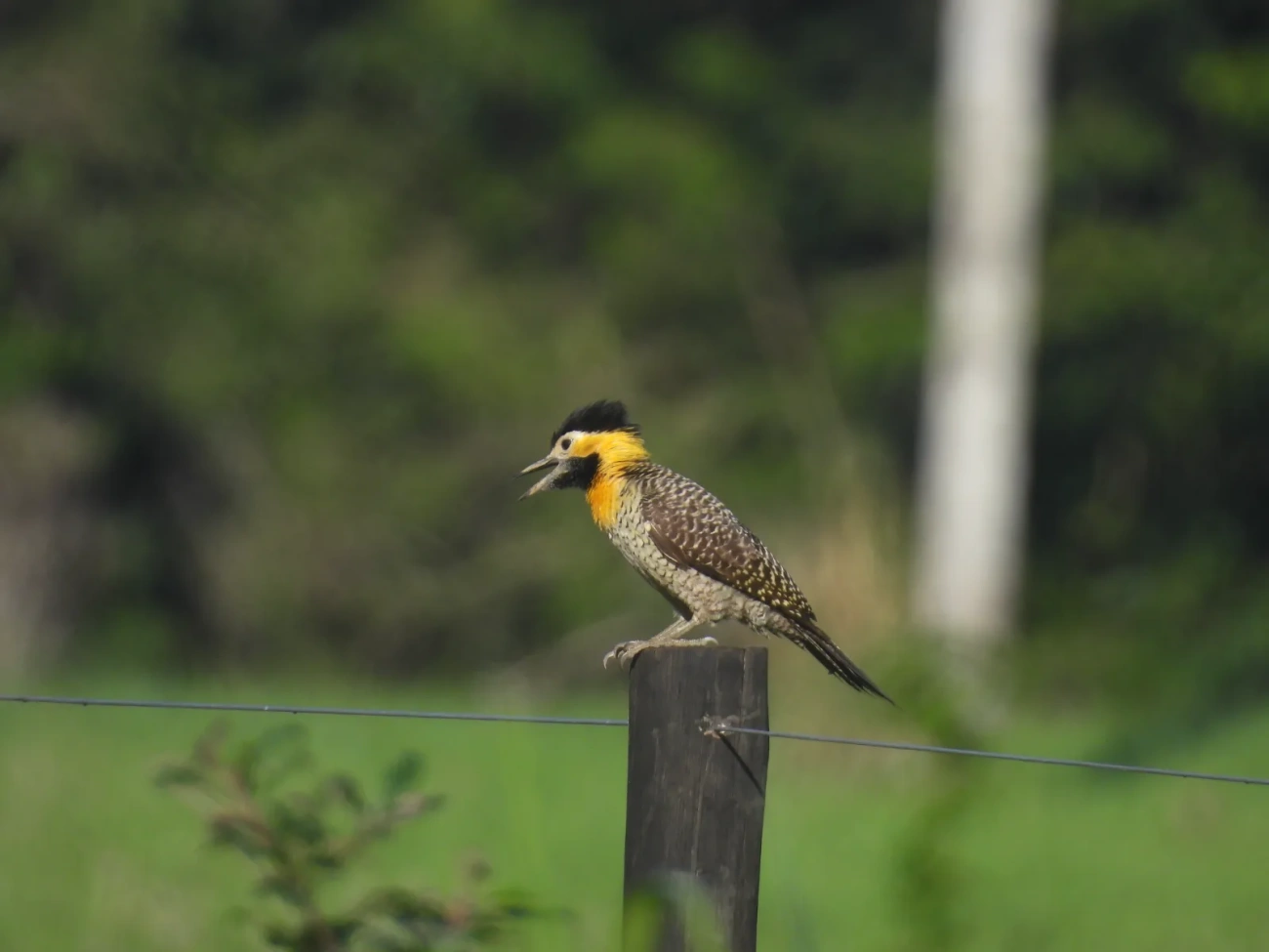 Pica-pau-do-campo (Colaptes campestris), aves, fotografado em Maresias, São Sebastião