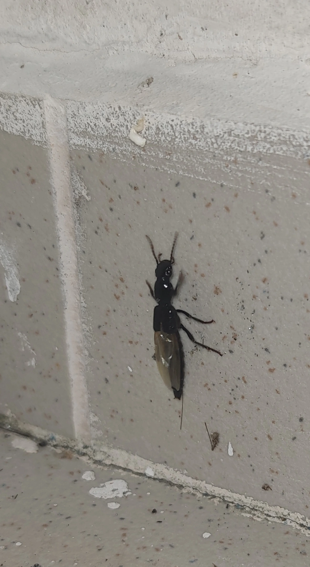 Paederinae, insetos, fotografado em Maresias, São Sebastião
