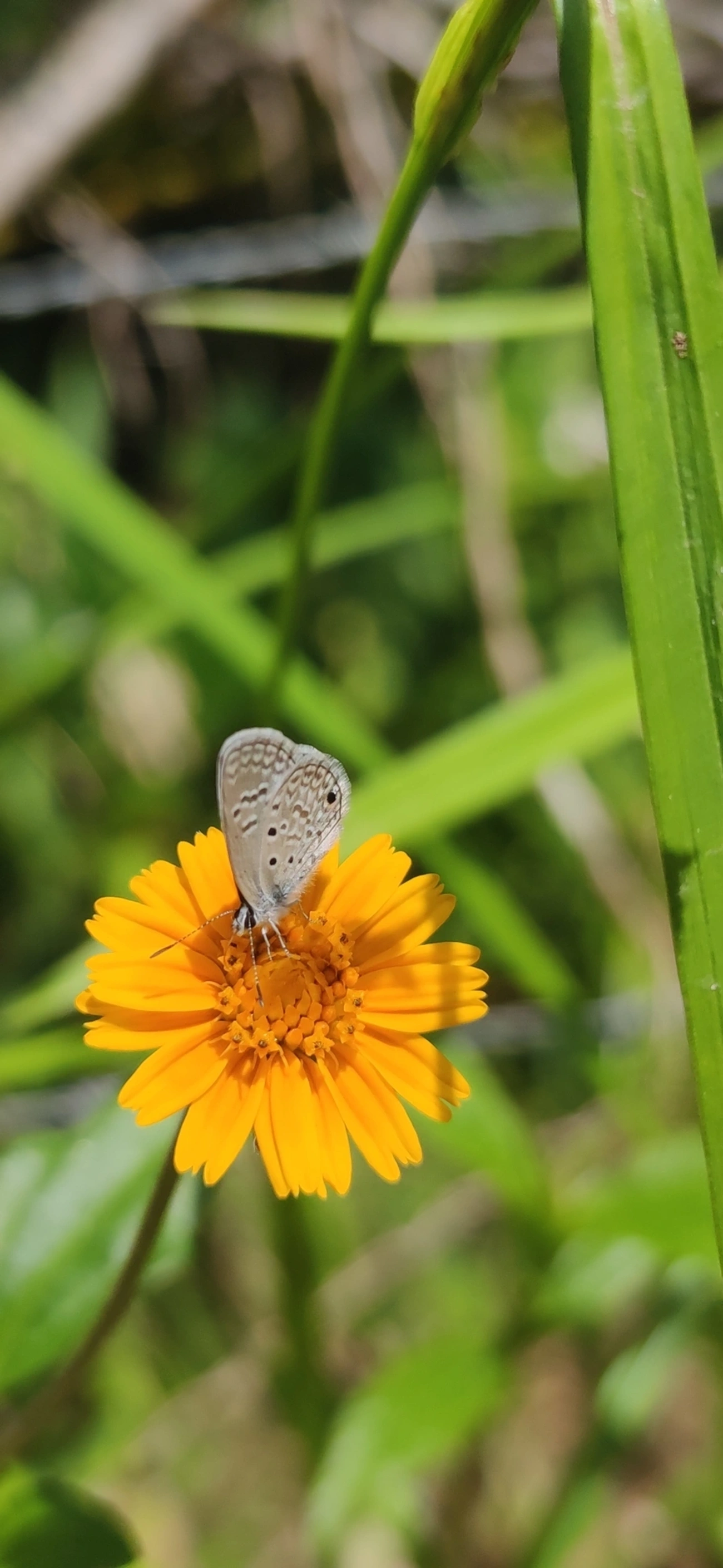 Borboleta-azulzinha-do-trevo (Hemiargus hanno), insetos, fotografado em Maresias, São Sebastião