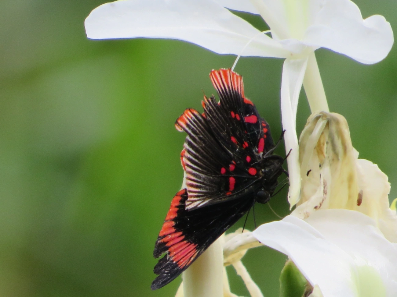 Lyropteryx lyra, insetos, fotografado em Maresias, São Sebastião