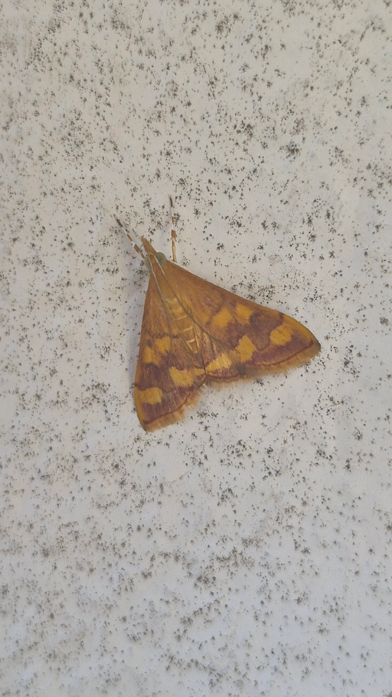 Pyrausta phoenicealis, insetos, fotografado em Maresias, São Sebastião