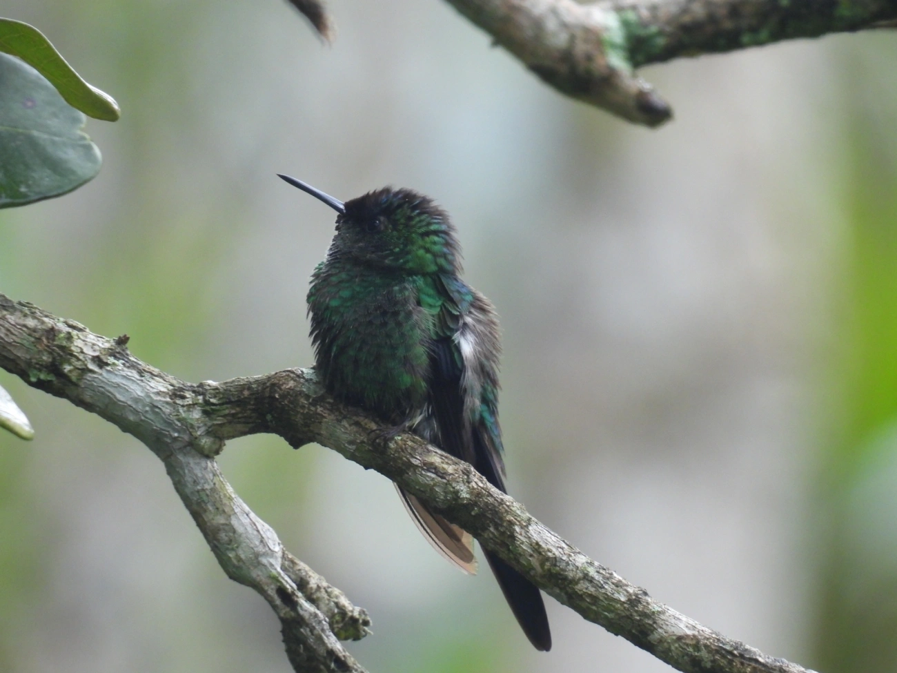 Beija-flor-de-fronte-violeta (Thalurania glaucopis), aves, fotografado em Maresias, São Sebastião