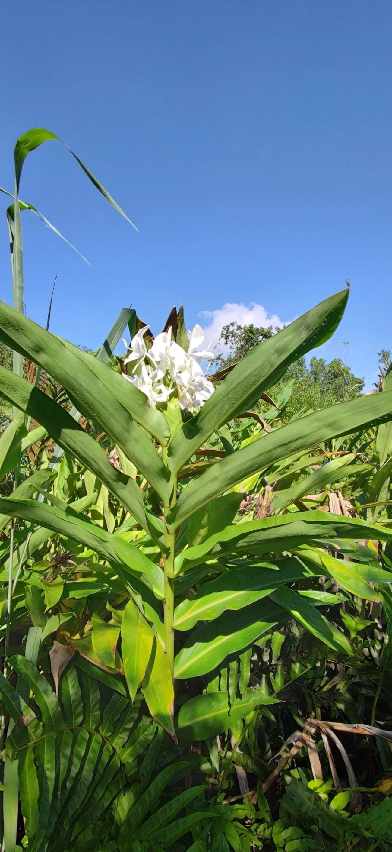Lírio-do-brejo (Hedychium coronarium), plantas, fotografado em Maresias, São Sebastião