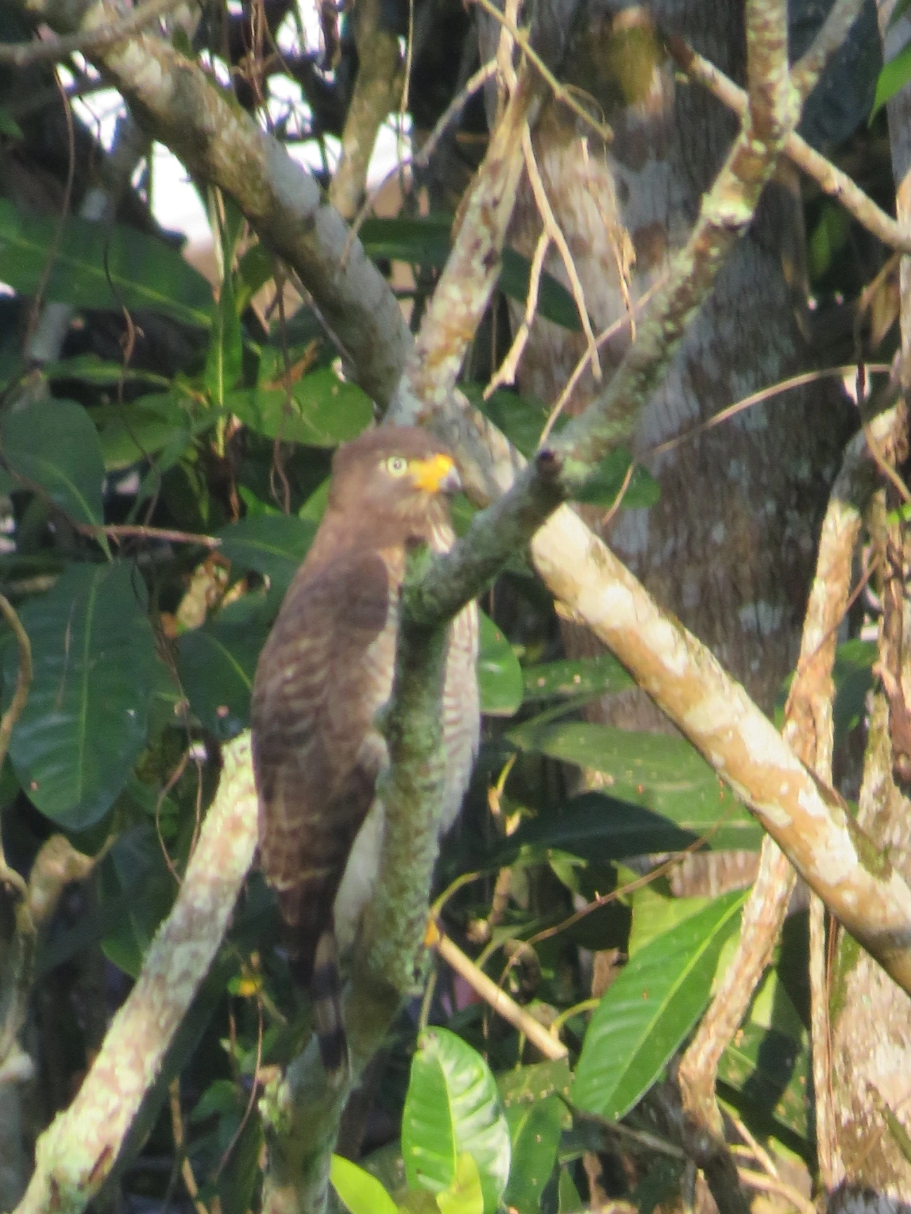 Gavião-carijó (Rupornis magnirostris), aves, fotografado em Maresias, São Sebastião