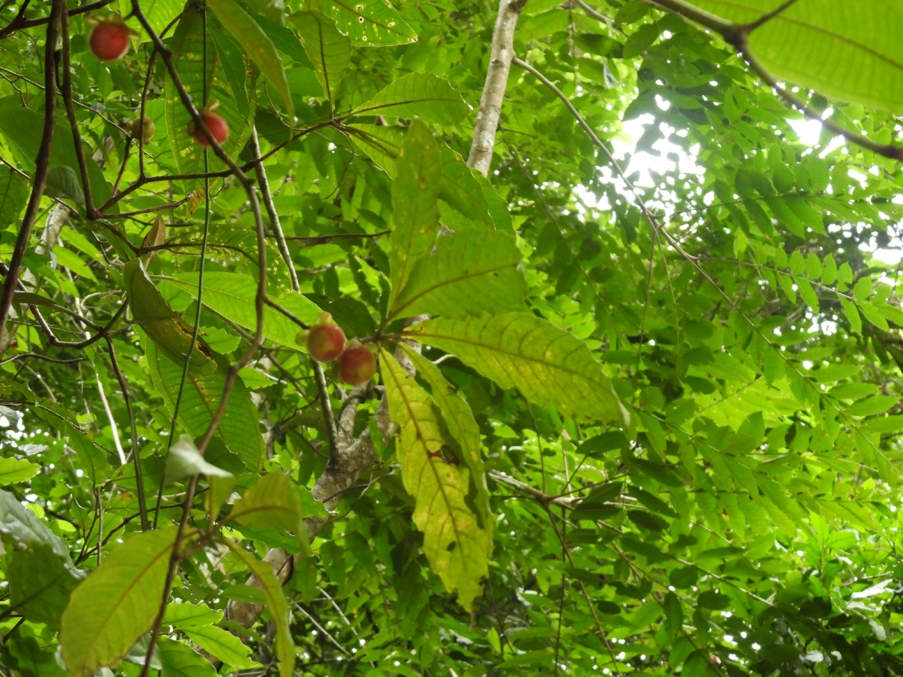 Doliocarpus, plantas, fotografado em Maresias, São Sebastião