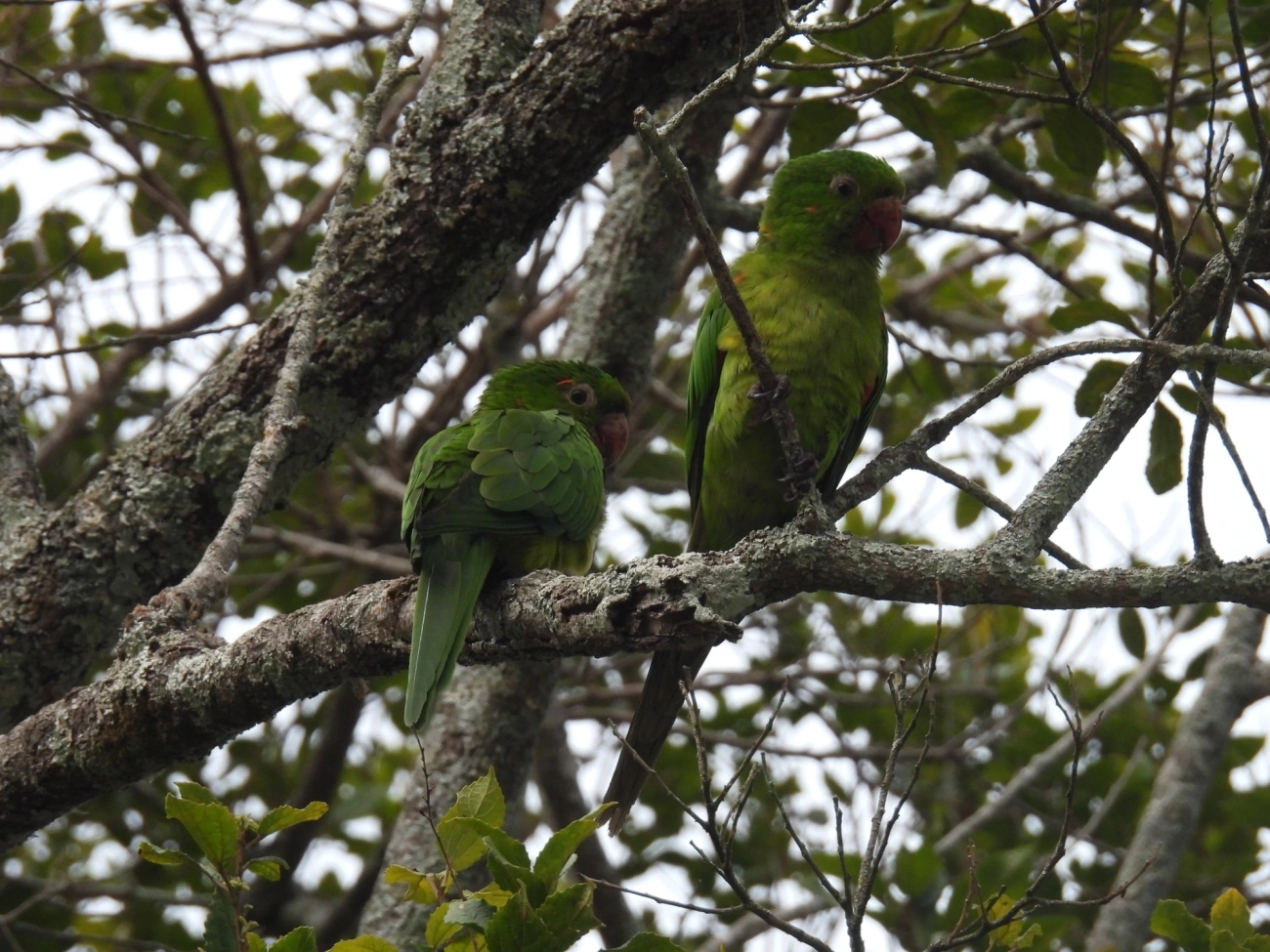 Periquitão-maracanã (Psittacara leucophthalmus), aves, fotografado em Itamonte