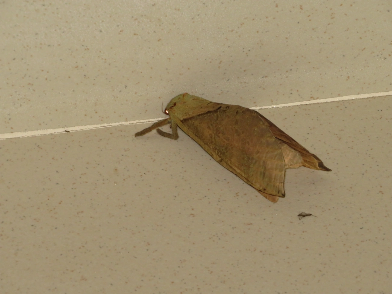 Mariposa-fantasma (Trichophassus giganteus), insetos, fotografado em Maresias, São Sebastião