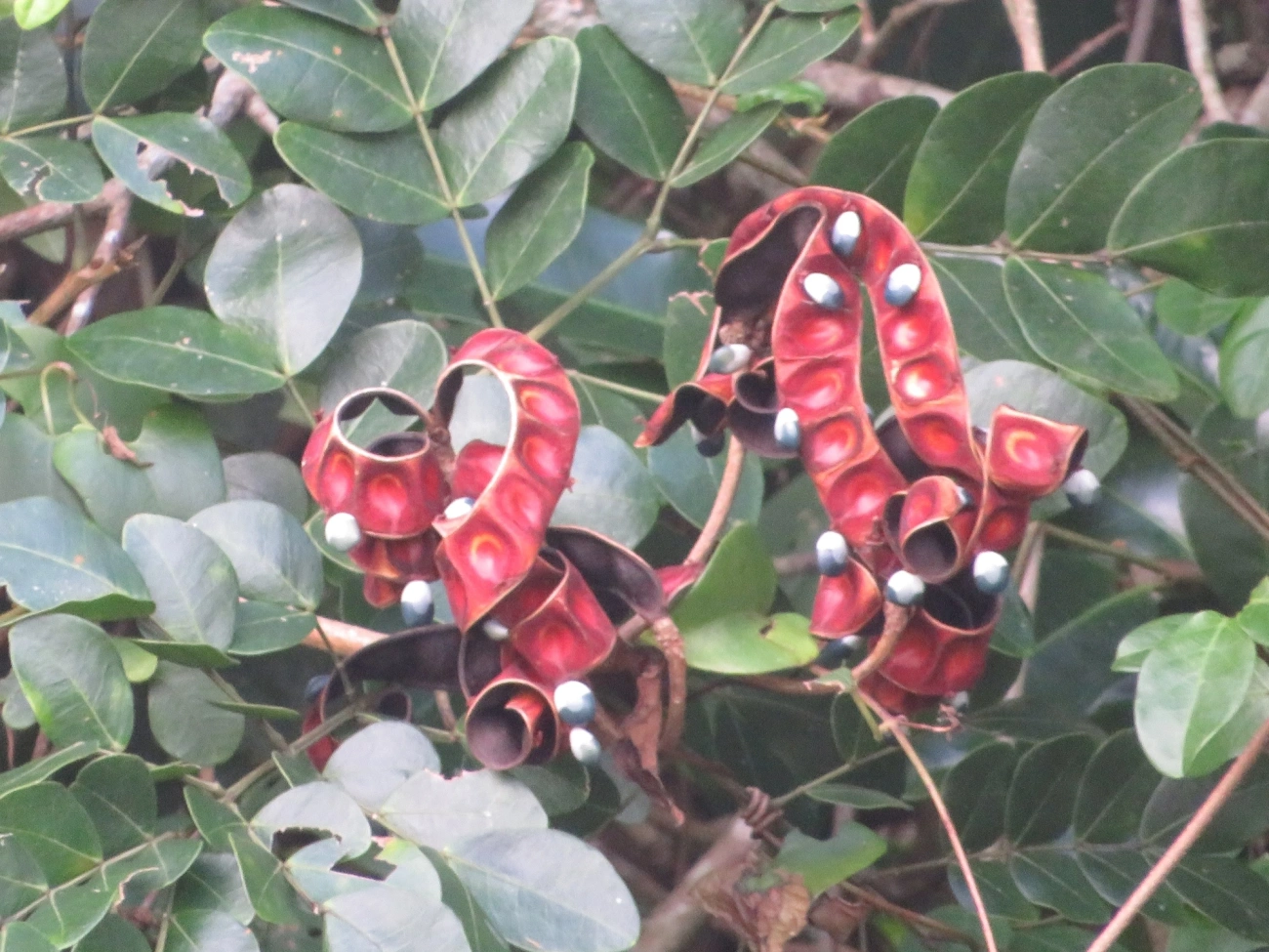 Ingarana (Jupunba trapezifolia micradenia), plantas, fotografado em Maresias, São Sebastião