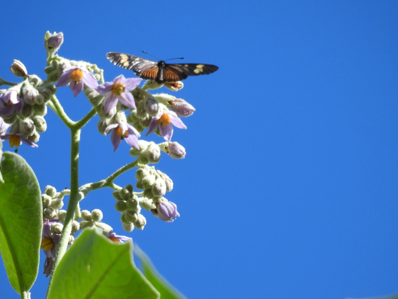 Actinotes (Actinote), insetos, fotografado em Itamonte