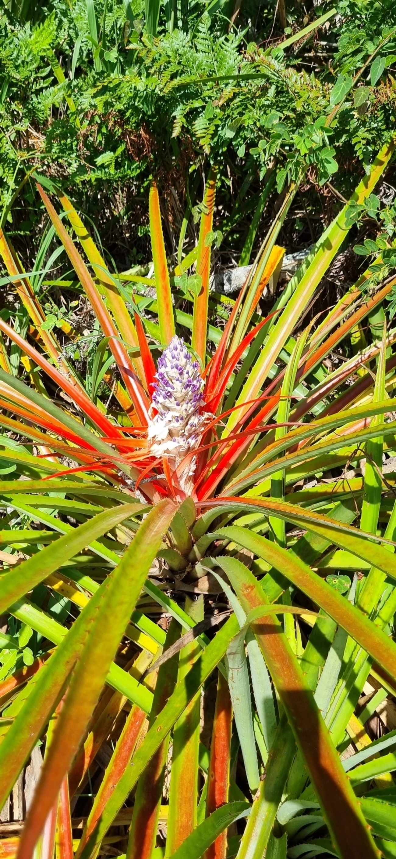 Caraguatá-do-campo (Bromelia antiacantha), plantas, fotografado em Maresias, São Sebastião
