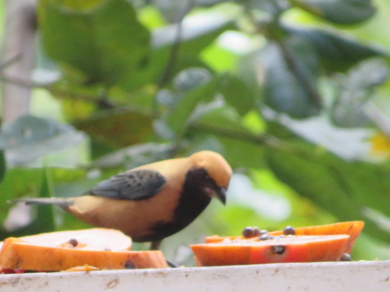 Saíra-amarela (Stilpnia cayana), aves, fotografado em Maresias, São Sebastião