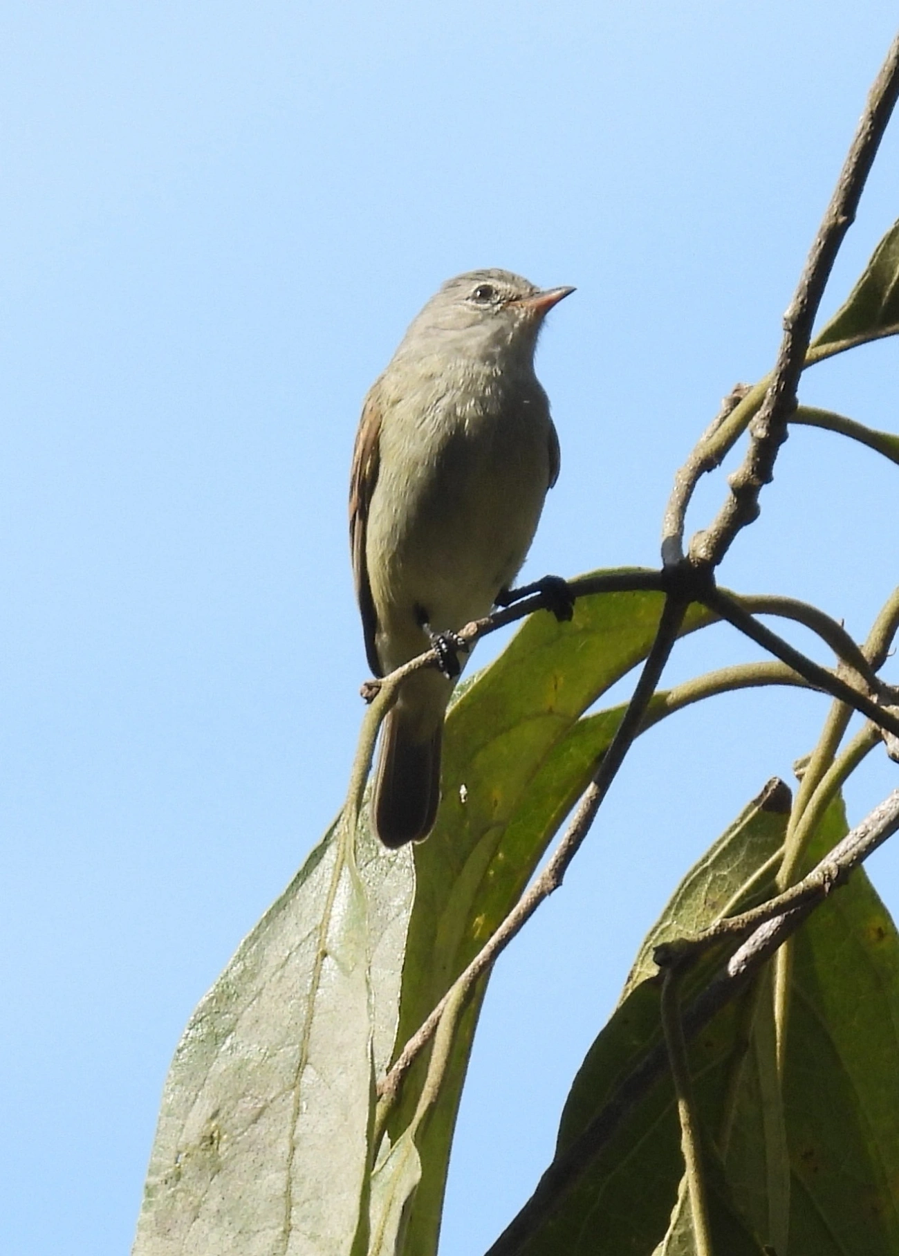 Risadinha (Camptostoma obsoletum), aves, fotografado em Rua Coronel João Leme, Bragança Paulista