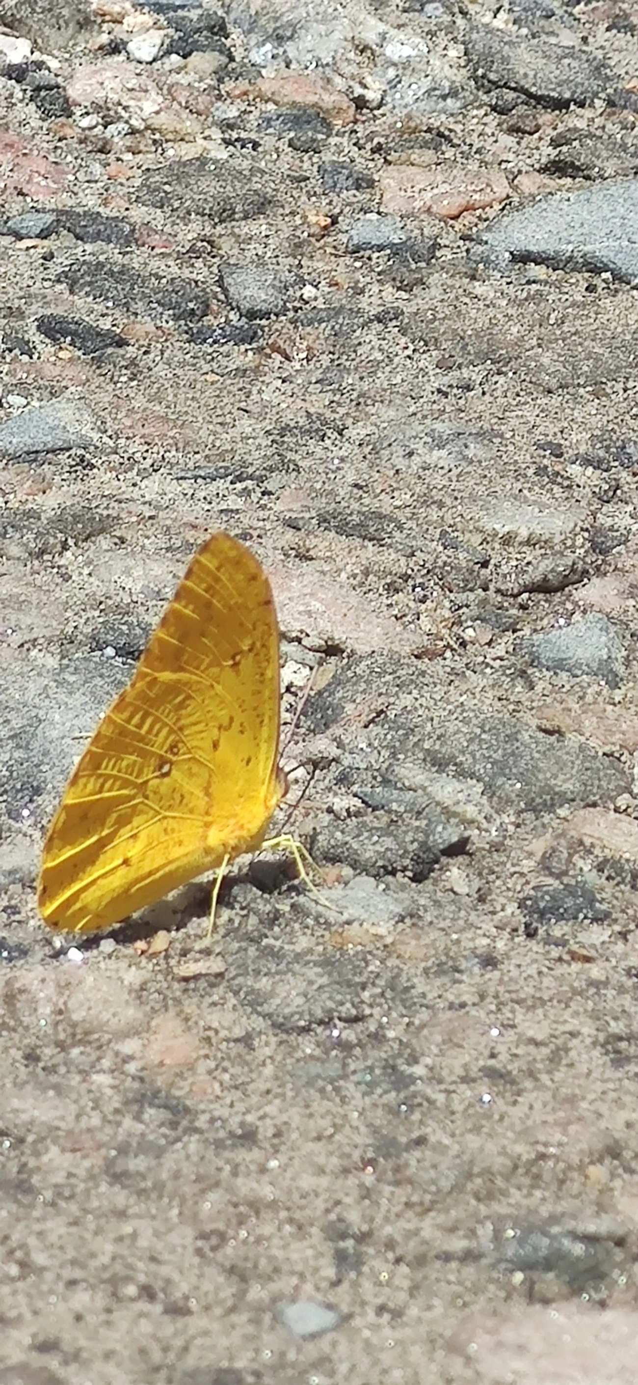 Borboleta-amarela (Phoebis argante), insetos, fotografado em Maresias, São Sebastião