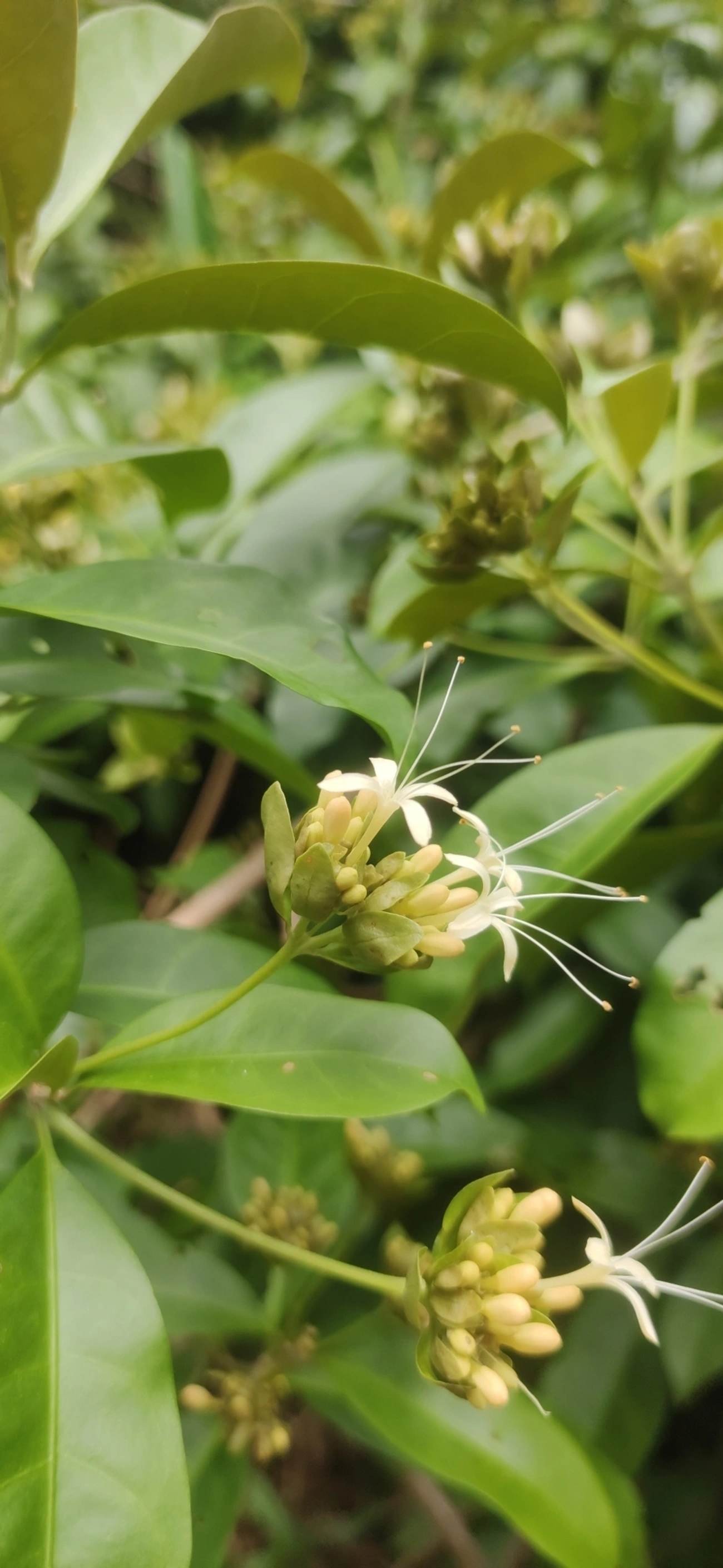 Aegiphila, plantas, fotografado em Prais do Saco, São Sebastião