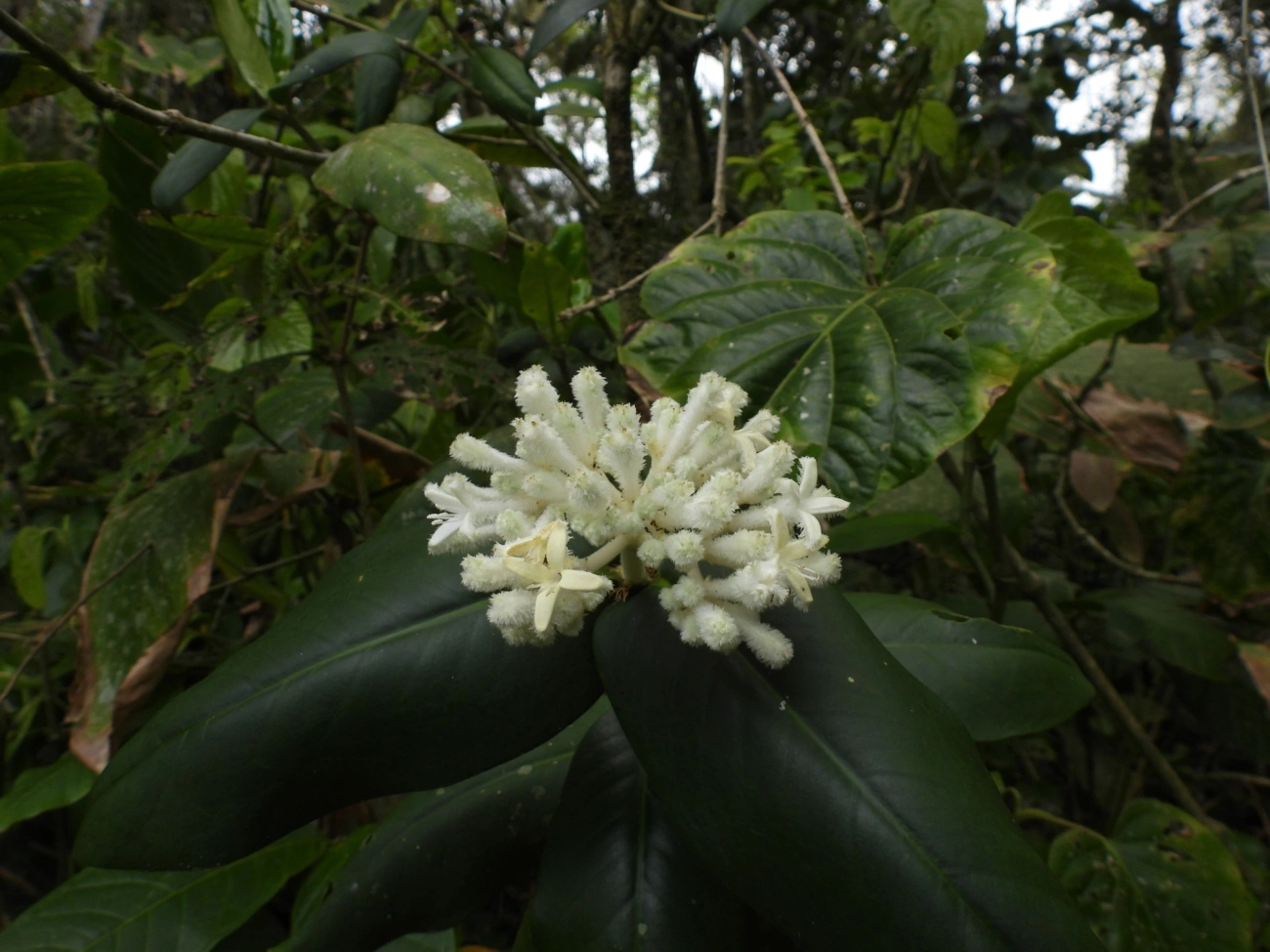 Rudgea, plantas, fotografado em Ilhabela