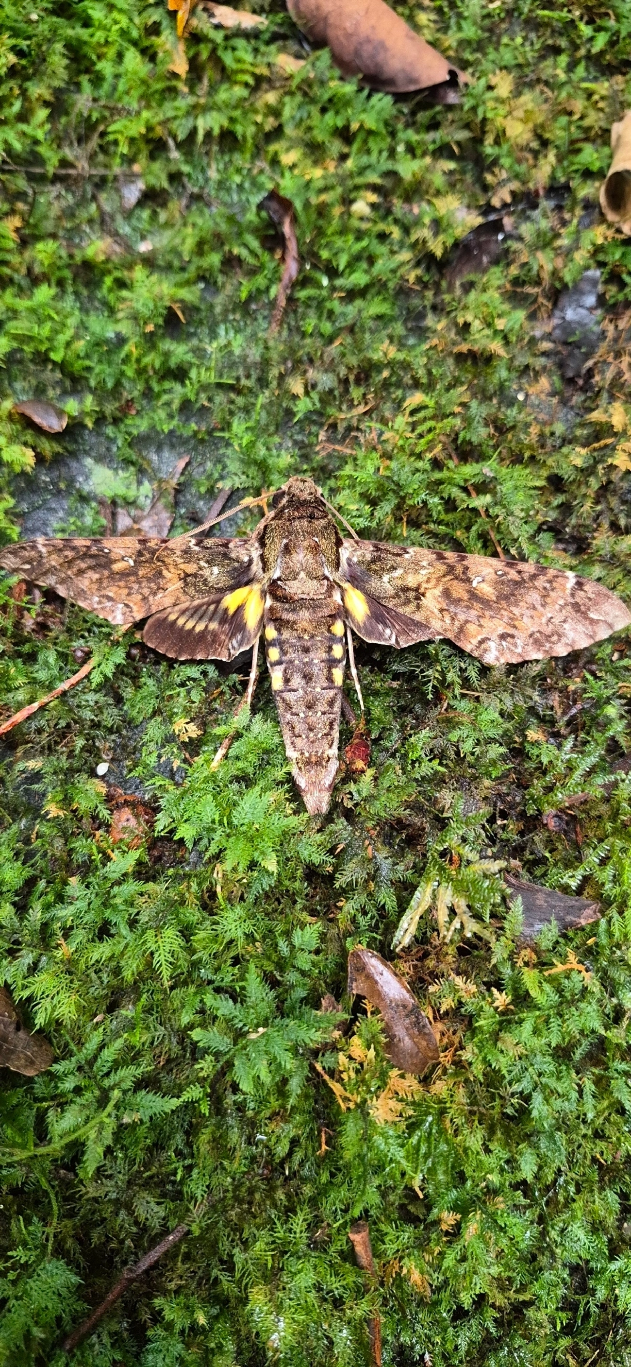 Esfinge-de-Duponchel (Cocytius duponchel), insetos, fotografado em Camburí, São Sebastião