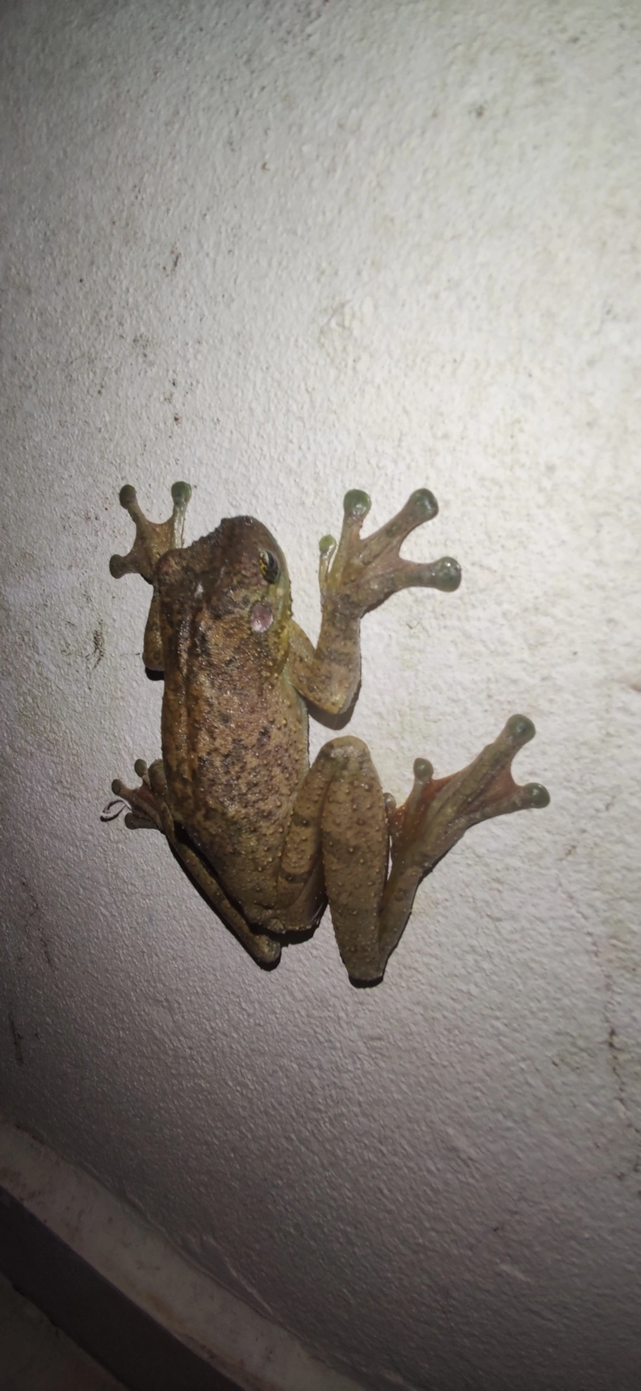 Perereca-Castanhola (Itapotihyla langsdorffii), anfíbios, fotografado em Maresias, São Sebastião
