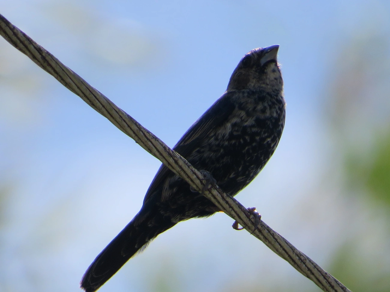 Tiziu (Volatinia jacarina), aves, fotografado em Maresias, São Sebastião