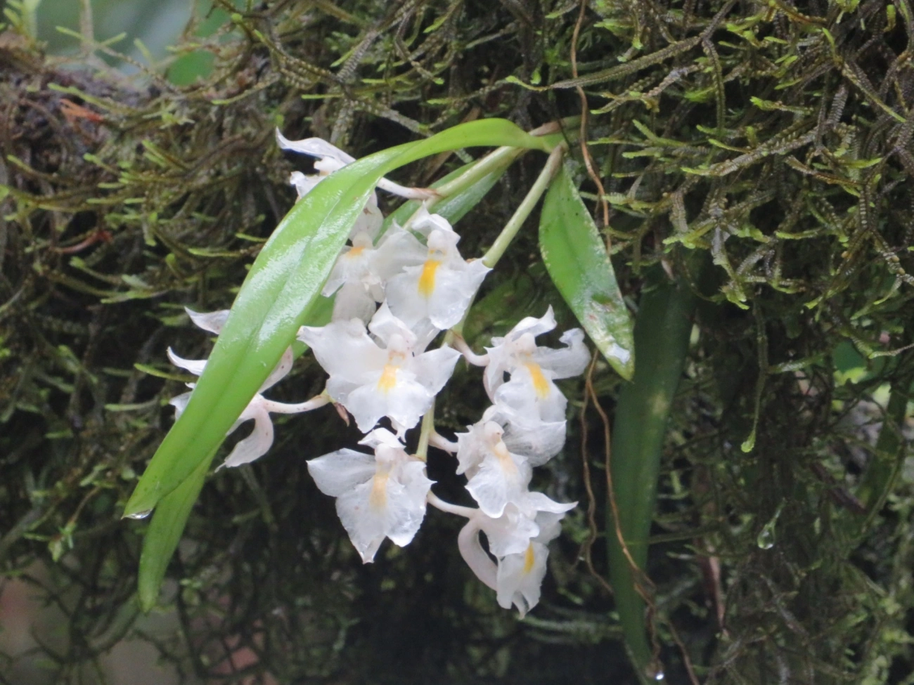 Véu-de-noiva (Rodriguezia bracteata), plantas, fotografado em Camburí, São Sebastião