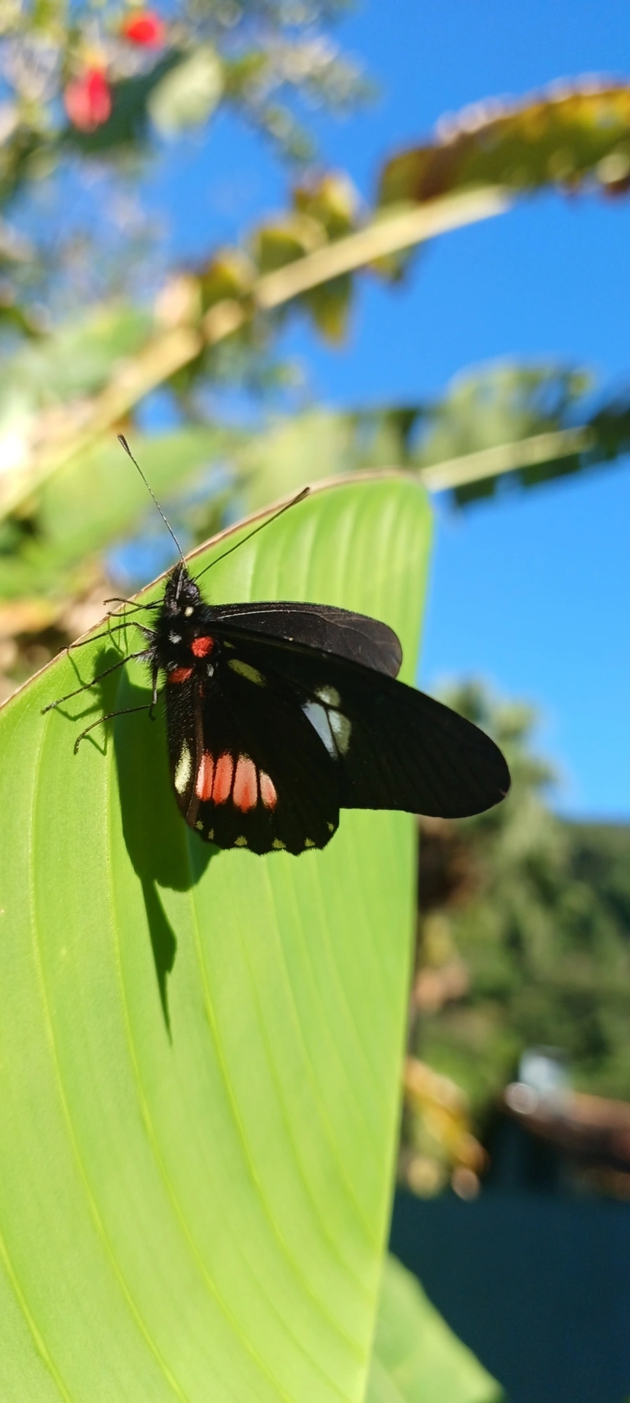 Branca-mimética (Archonias brassolis), insetos, fotografado em Maresias, São Sebastião
