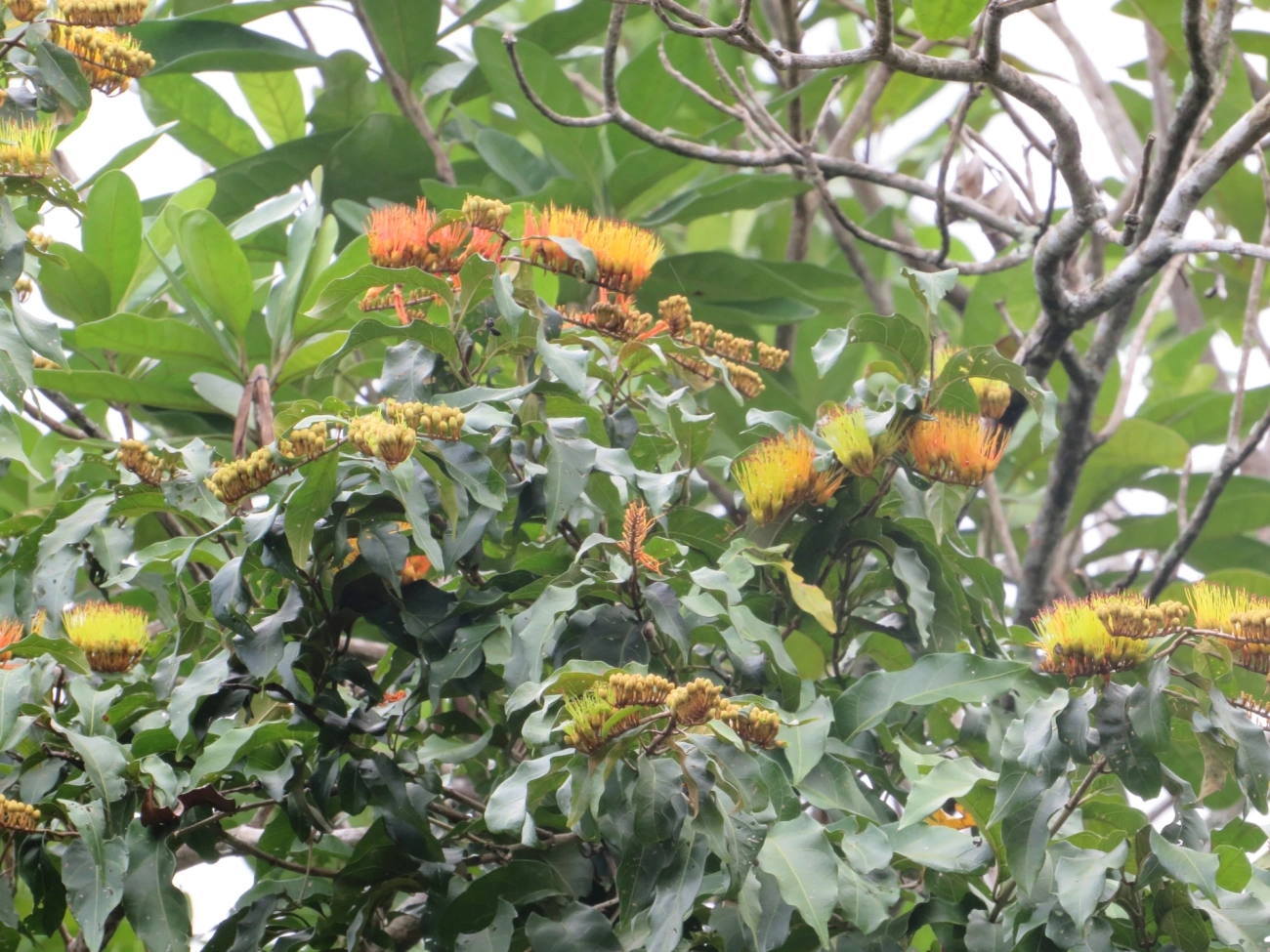 Cipó-de-fogo (Combretum fruticosum), plantas, fotografado em Maresias, São Sebastião