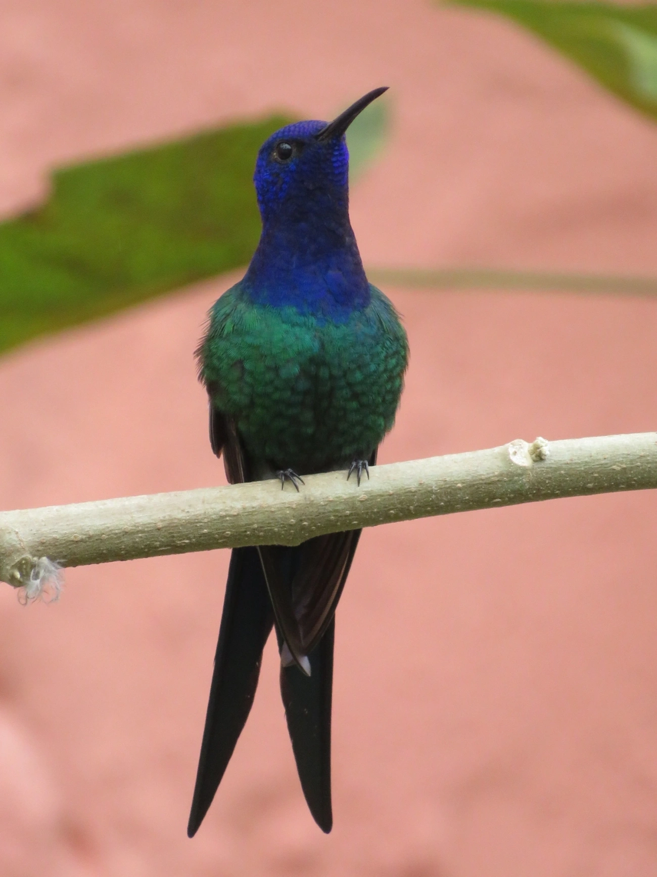 Beija-flor-tesoura (Eupetomena macroura), aves, fotografado em Maresias, São Sebastião