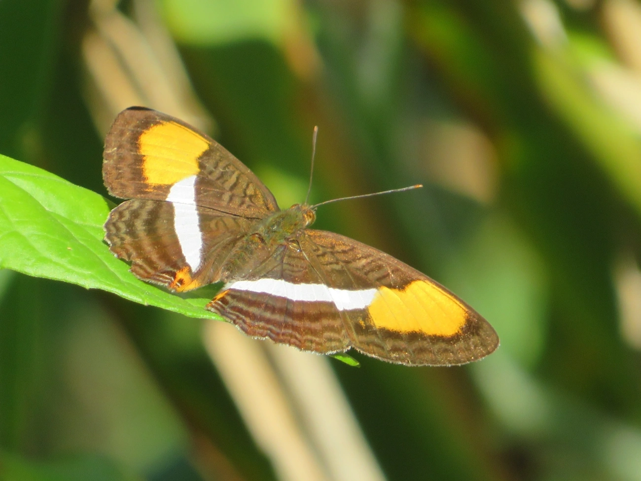 Irmã-de-faixa-lisa (Adelpha cytherea), insetos, fotografado em Maresias, São Sebastião