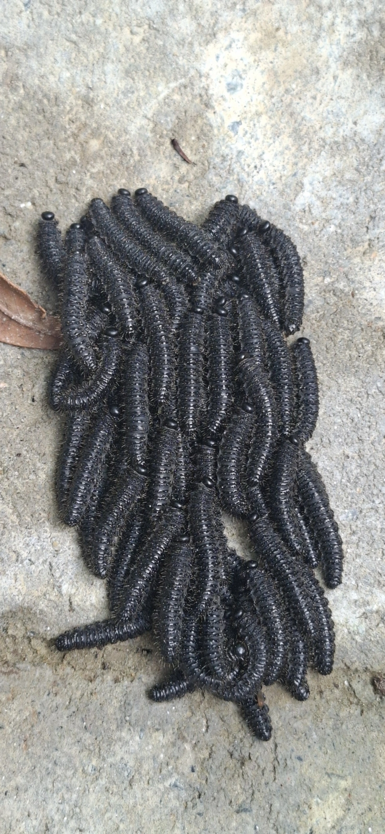 Lagartas-Mata-Porco (Perreyia), insetos, fotografado em Maresias, São Sebastião