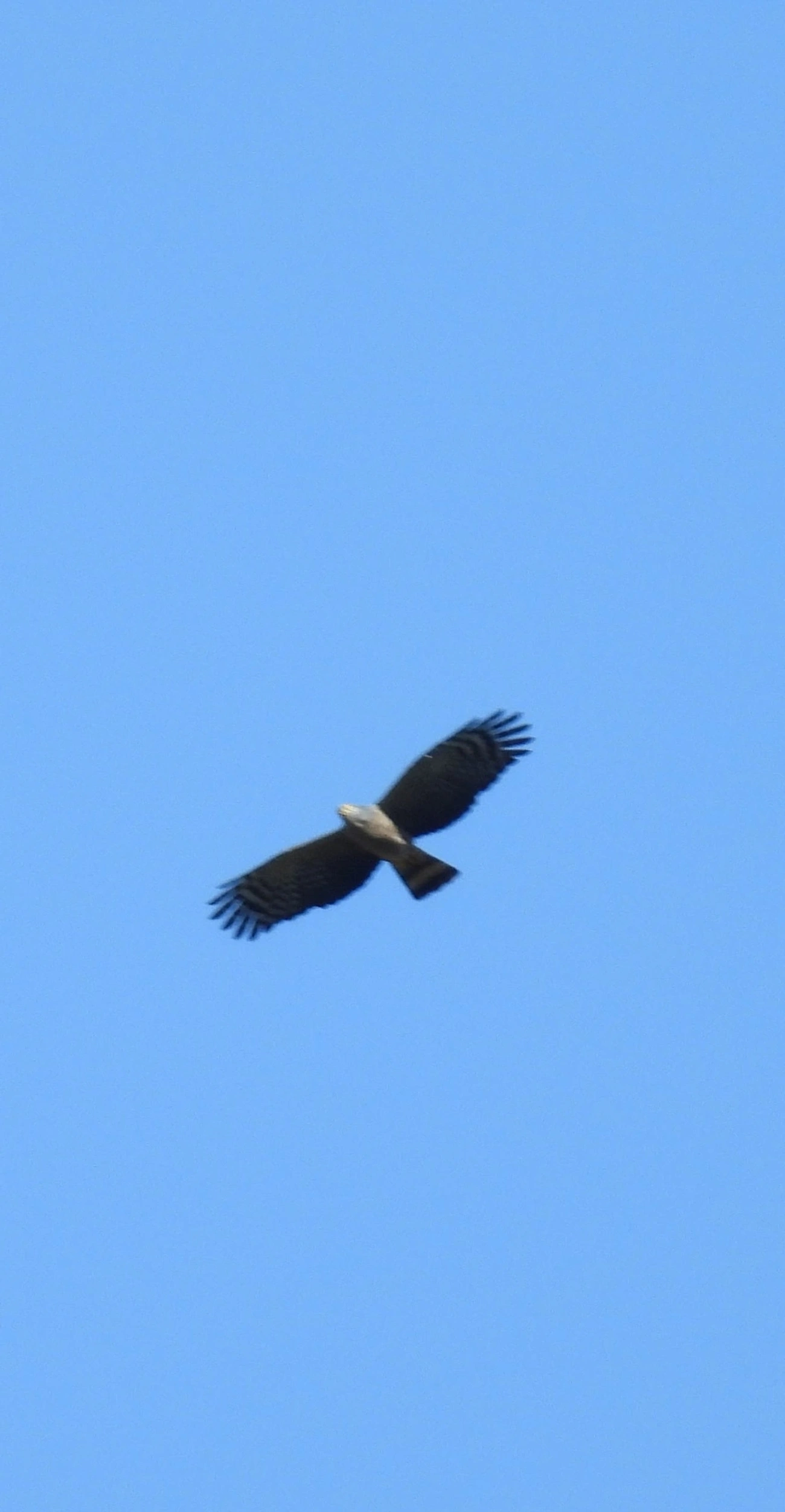 Caracoleiro (Chondrohierax uncinatus), aves, fotografado em Maresias, São Sebastião