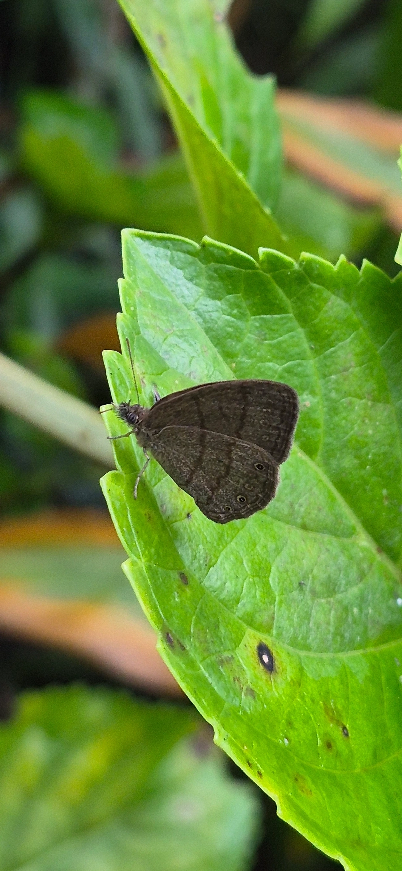 Hermeuptychia, insetos, fotografado em Maresias, São Sebastião