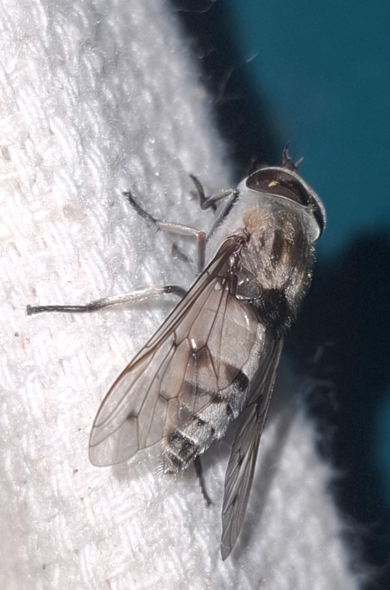 Tabaninae, insetos, fotografado em Queluz