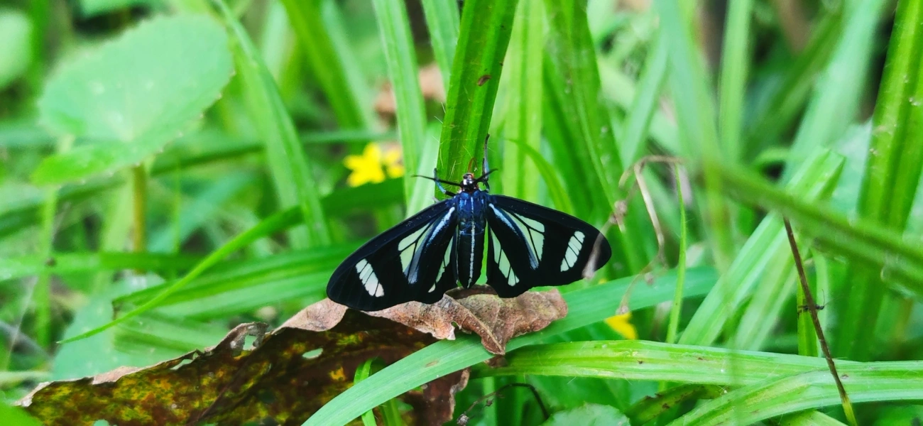 Agyrta dux, insetos, fotografado em Maresias, São Sebastião