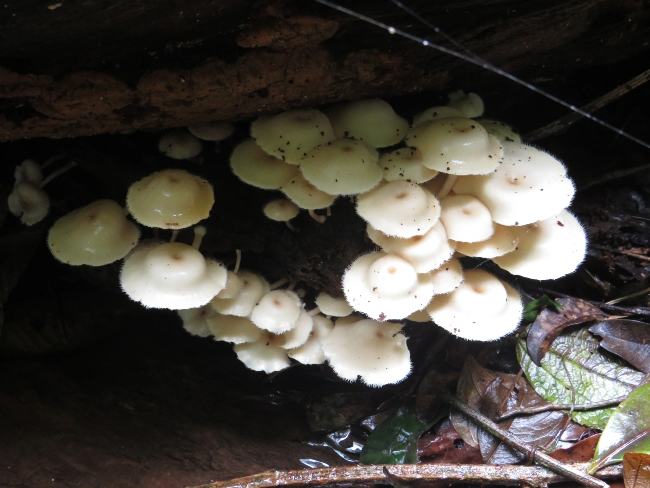 Clitocybula, fungos, fotografado em Maresias, São Sebastião