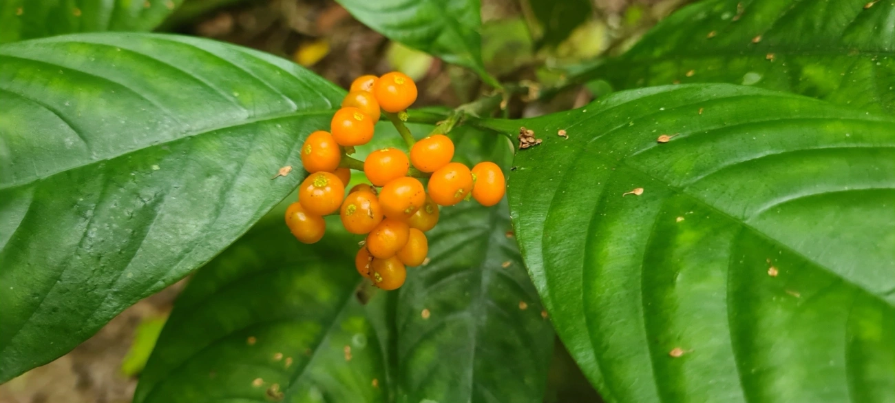 Palicourea racemosa, plantas, fotografado em Maresias, São Sebastião
