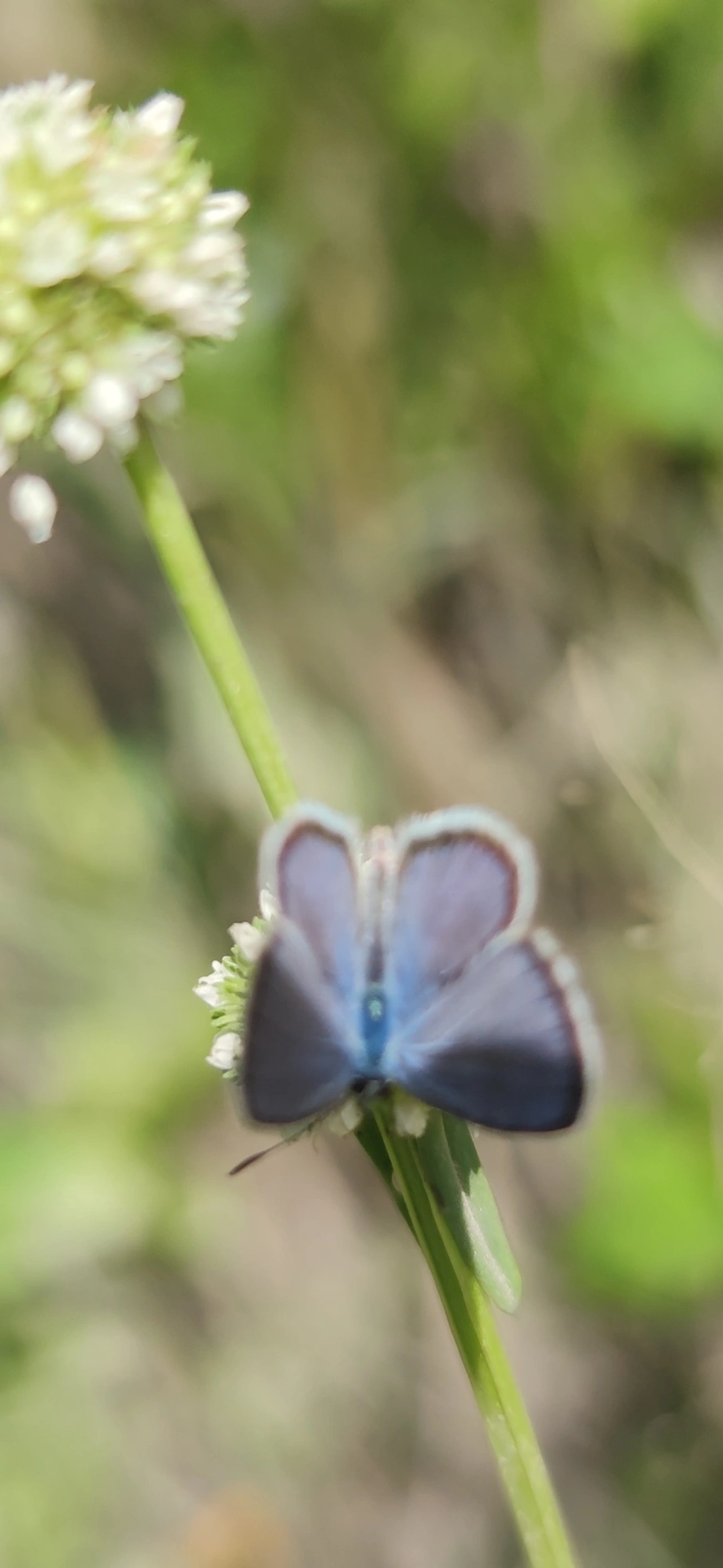 Borboleta-azulzinha-do-trevo (Hemiargus hanno), insetos, fotografado em Maresias, São Sebastião