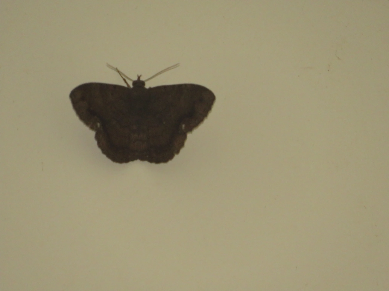 Borboletas e traças (Lepidoptera), insetos, fotografado em Maresias, São Sebastião