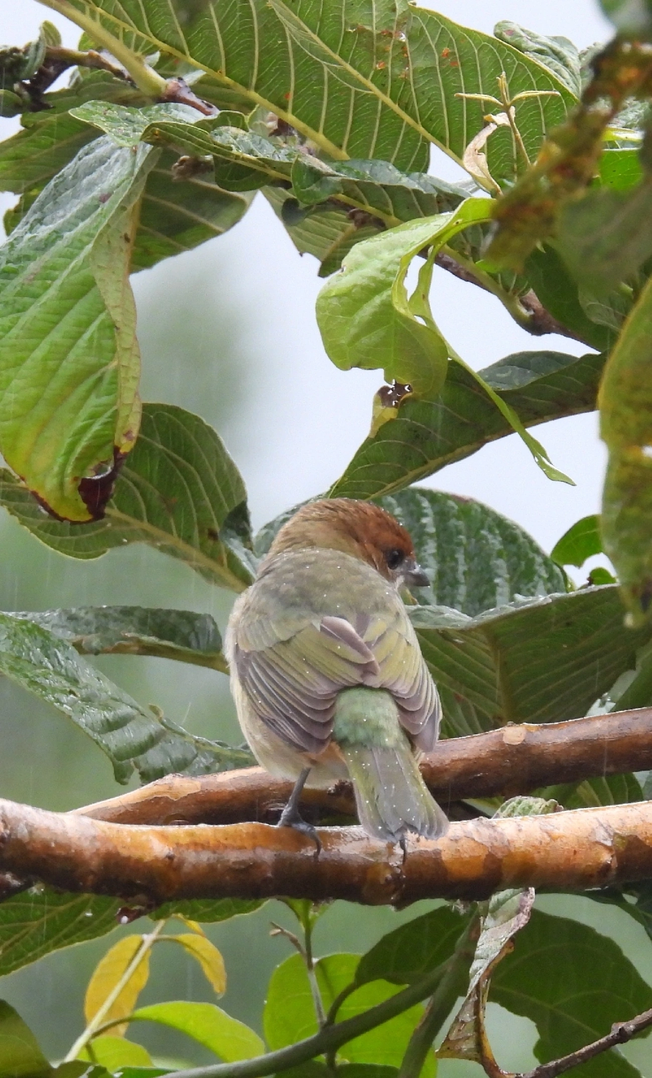 Saíra-sapucaia (Stilpnia peruviana), aves, fotografado em São Paulo