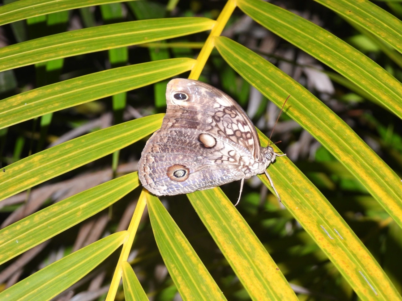 Borboleta-coruja (Catoblepia amphirhoe), insetos, fotografado em Maresias, São Sebastião