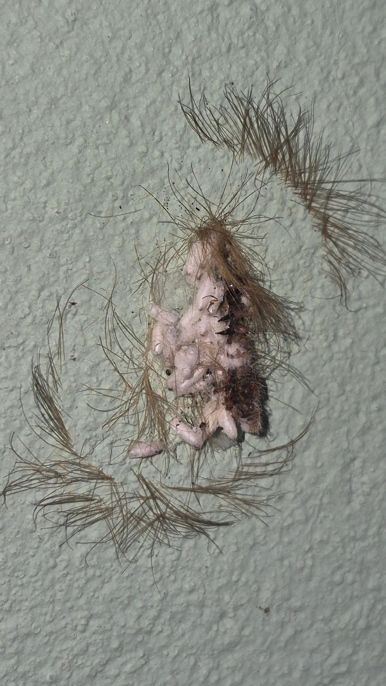Borboletas e traças (Lepidoptera), insetos, fotografado em Caraguatatuba
