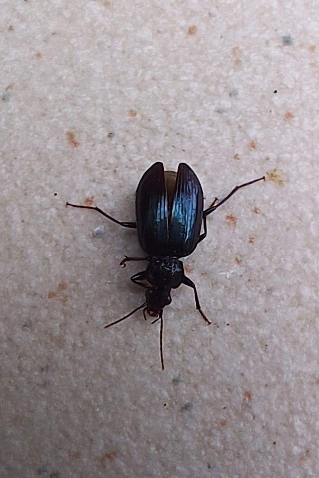 Glyptolenus, insetos, fotografado em Maresias, São Sebastião